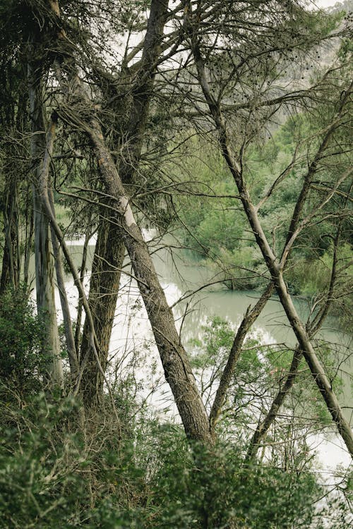Imagine de stoc gratuită din arbori, caminito del rey, fotografiere verticală