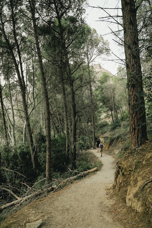 가지, 걷고 있는, 공원의 무료 스톡 사진