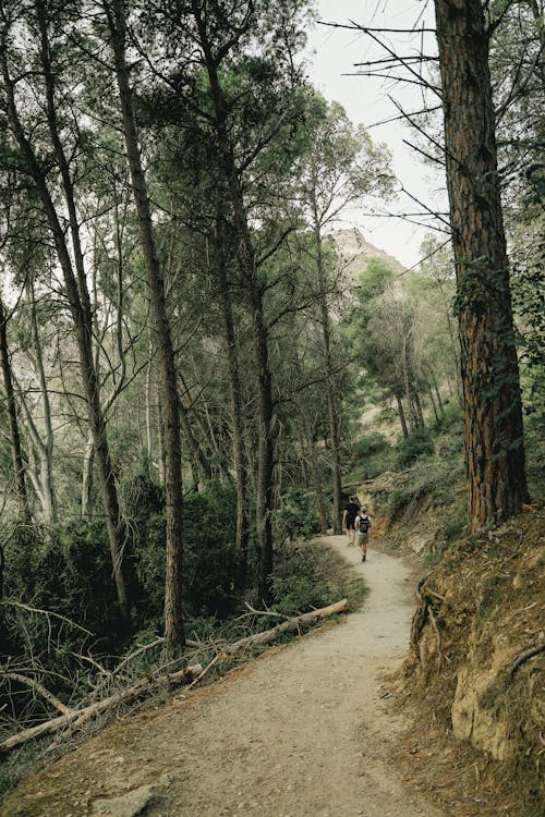 Immagine gratuita di alberi, avventura, boschi