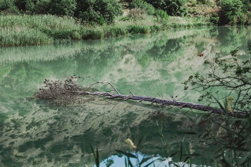 Free A tranquil scene of a toppled tree reflecting in a serene lake surrounded by lush greenery. Stock Photo