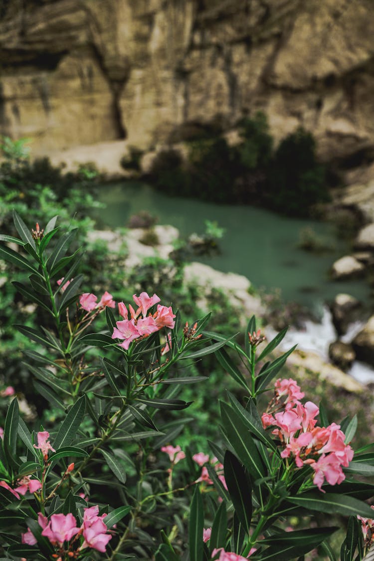 Pink Flowers Growing On A Bank Of A Mountain River, Caminito Del Rey, Spain