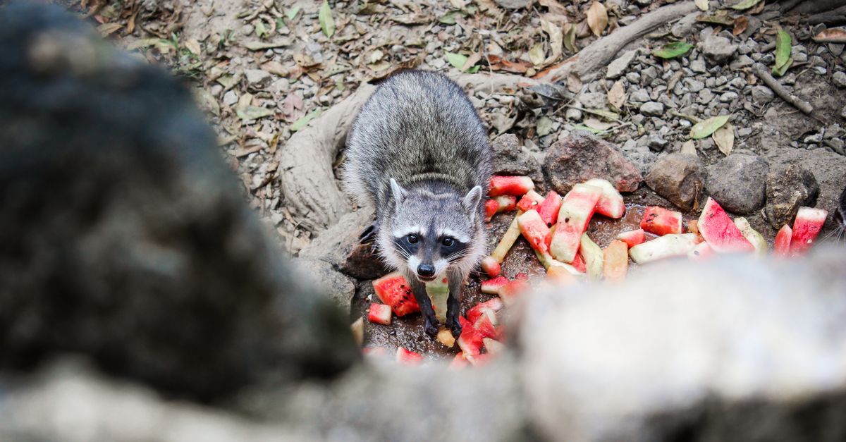 Melon Racoon Raccoon by the Rocks and Shredded Watermelon · Free Stock Photo