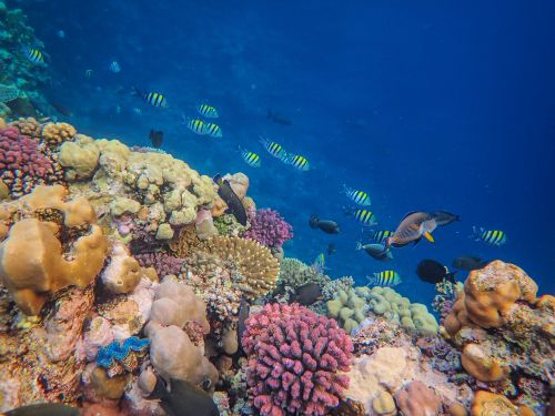 Free Colorful coral reef with diverse marine life thriving underwater. Stock Photo