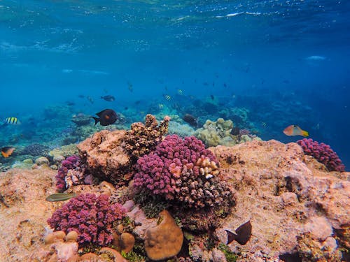 бесплатная Бесплатное стоковое фото с животные, коралл, красочный Стоковое фото