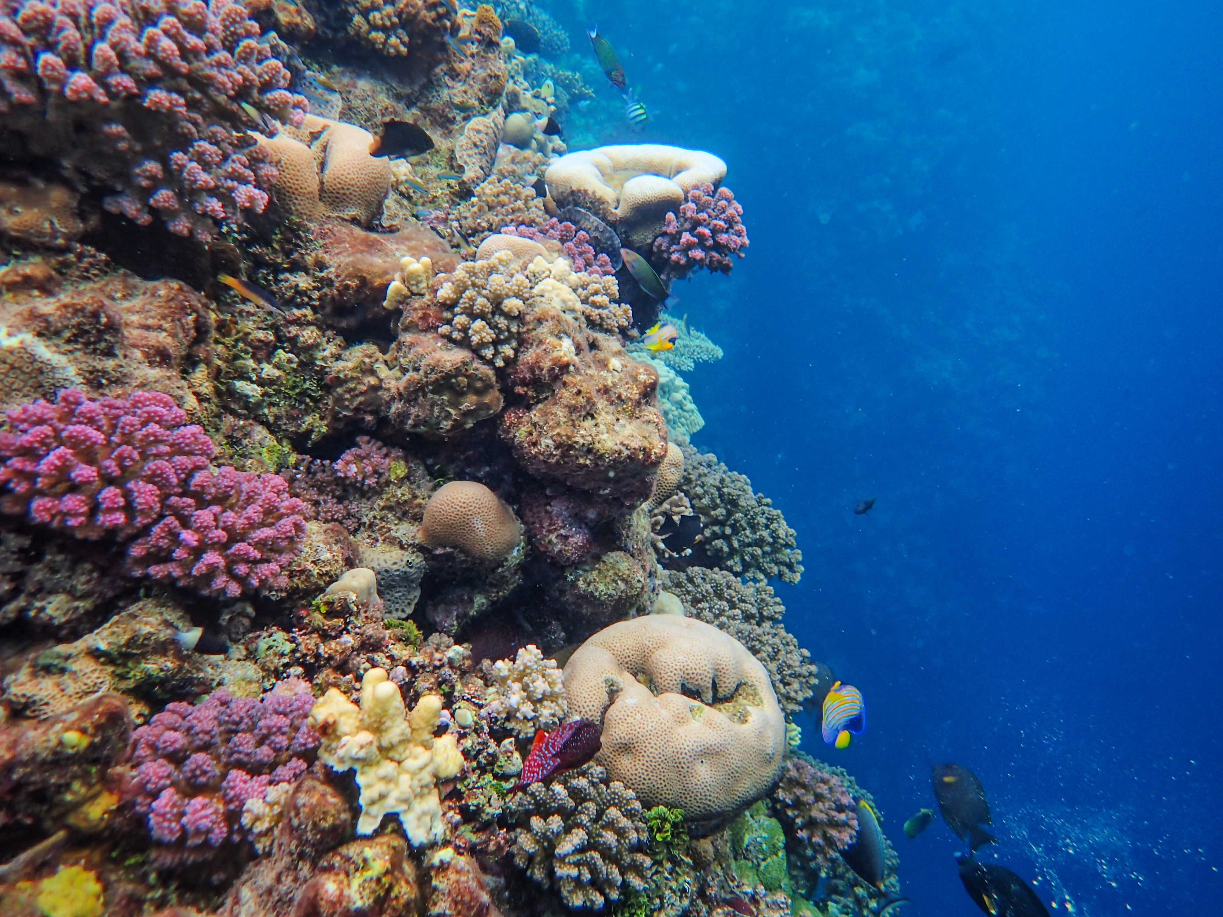 Vibrant coral reef and foraging grounds at Tortuguero National Park