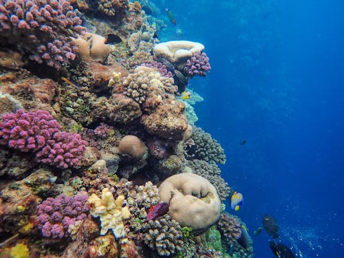 깊은, 바다, 산호초의 무료 스톡 사진