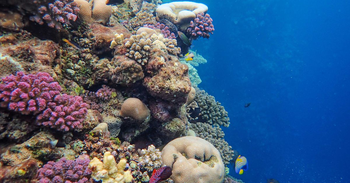 A colorful coral reef teeming with diverse sea life in a clear ocean setting.