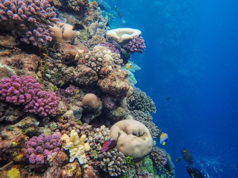 A colorful coral reef teeming with diverse sea life in a clear ocean setting.