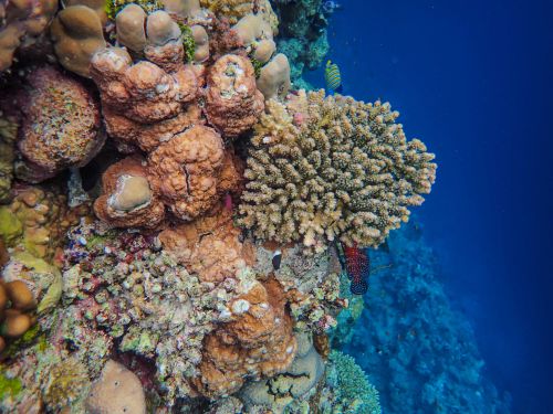 Free Stunning close-up of a colorful coral reef teeming with marine life. Stock Photo
