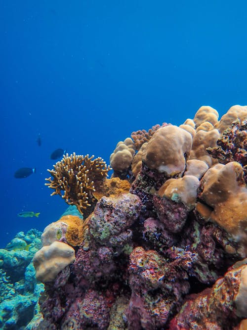 View of a Coral Reef