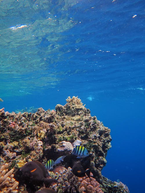 Fotos de stock gratuitas de agua, arrecife de coral, bajo el agua