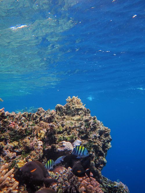 Free Explore a vibrant coral reef teeming with colorful tropical fish under clear blue ocean waters. Stock Photo