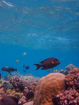 Colorful underwater scene of coral reefs and tropic fish in clear blue water, showcasing marine biodiversity.