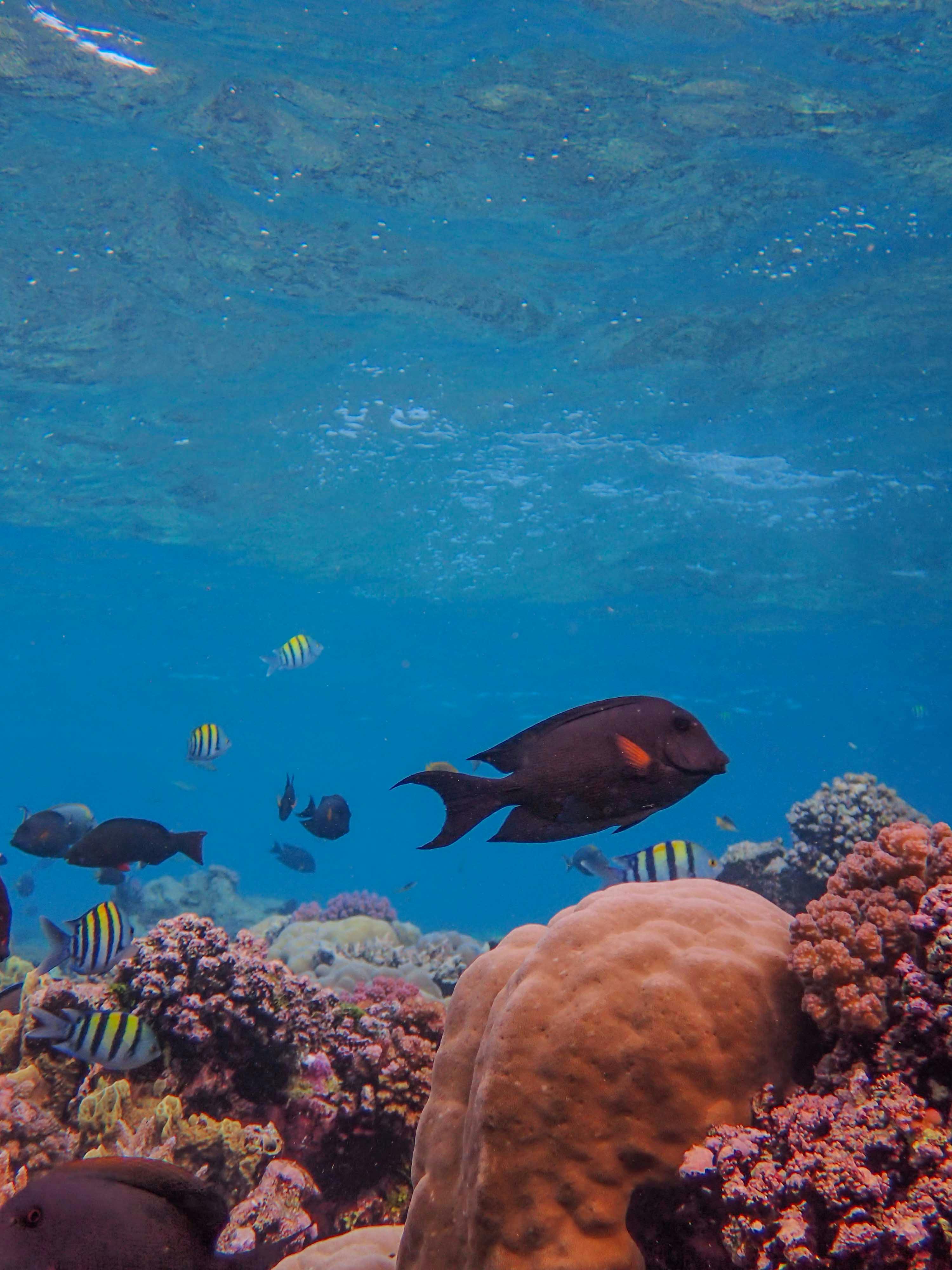 MIRRORANG 61x41cm Fond d'aquarium Corail récif de Poissons tropicaux Fond  de réservoir de Poissons sous-Marins Fond de Vinyle Durable : :  Animalerie