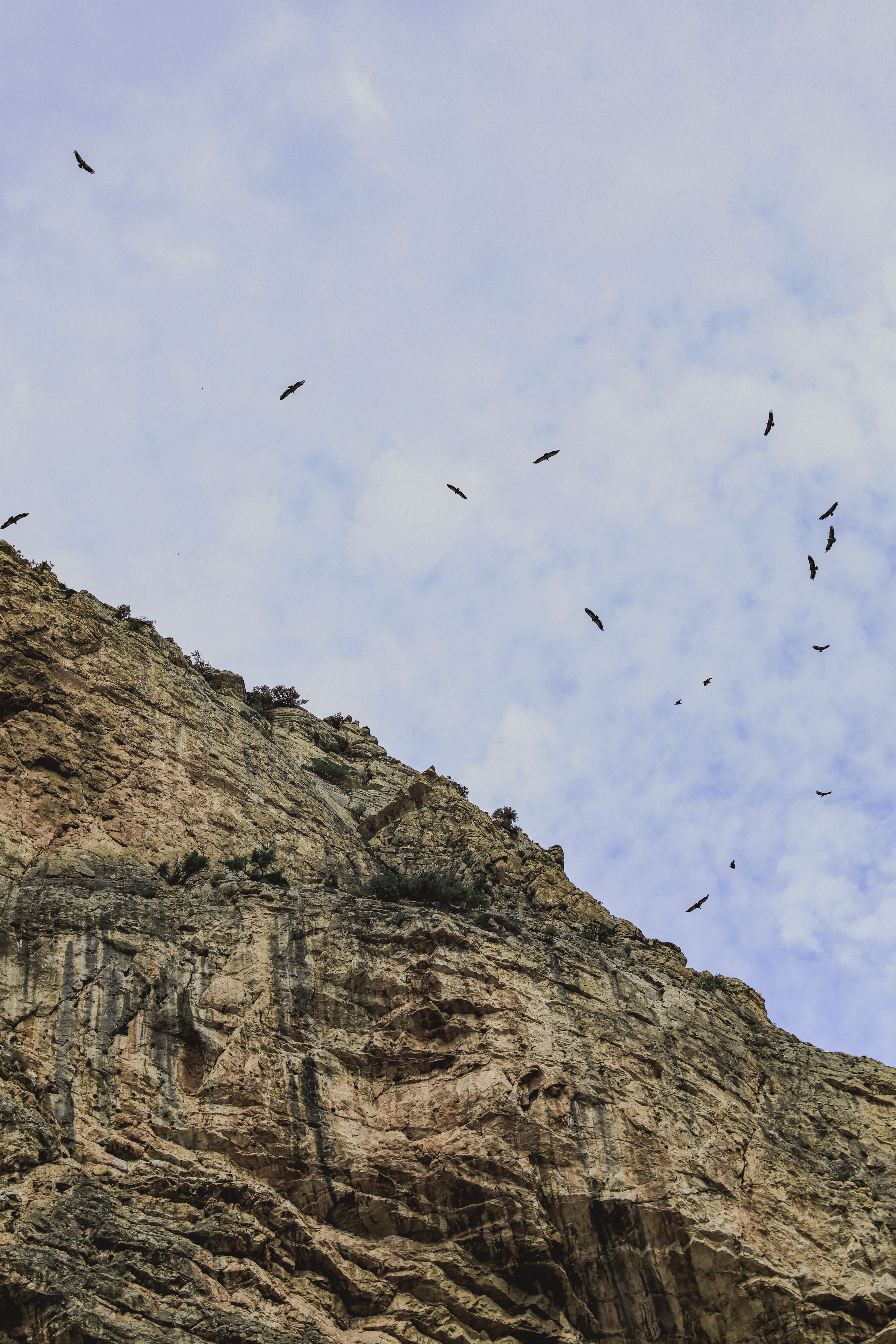 Birds Flying Above Rocks · Free Stock Photo