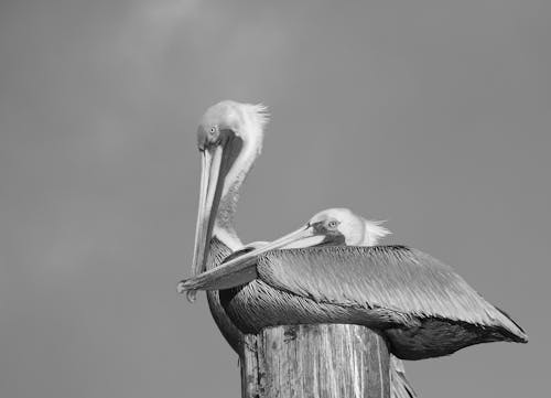 Brown Pelican Birds in Black and White