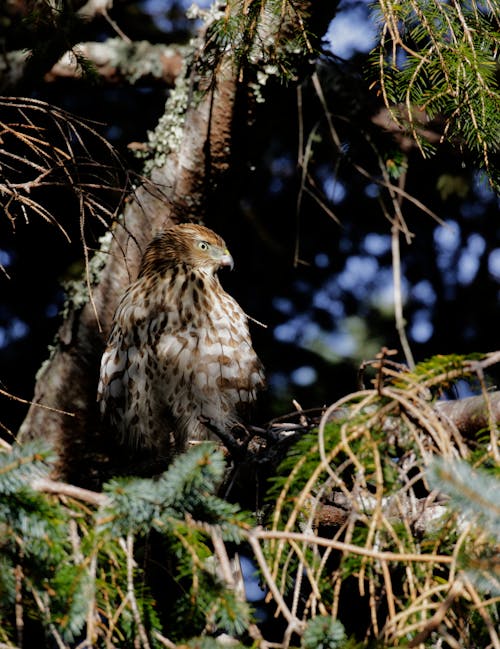 Kostenloses Stock Foto zu adler, ast, baum