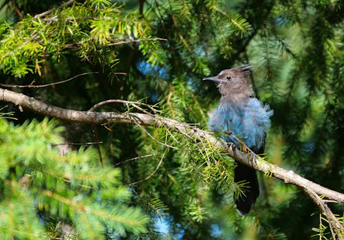 Stellers Jay on a Pine