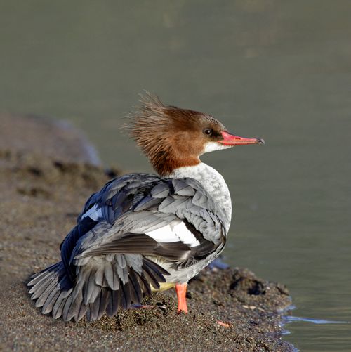 Free Close-up of a common merganser on a sandy shore showcasing vivid plumage and a natural habitat. Stock Photo