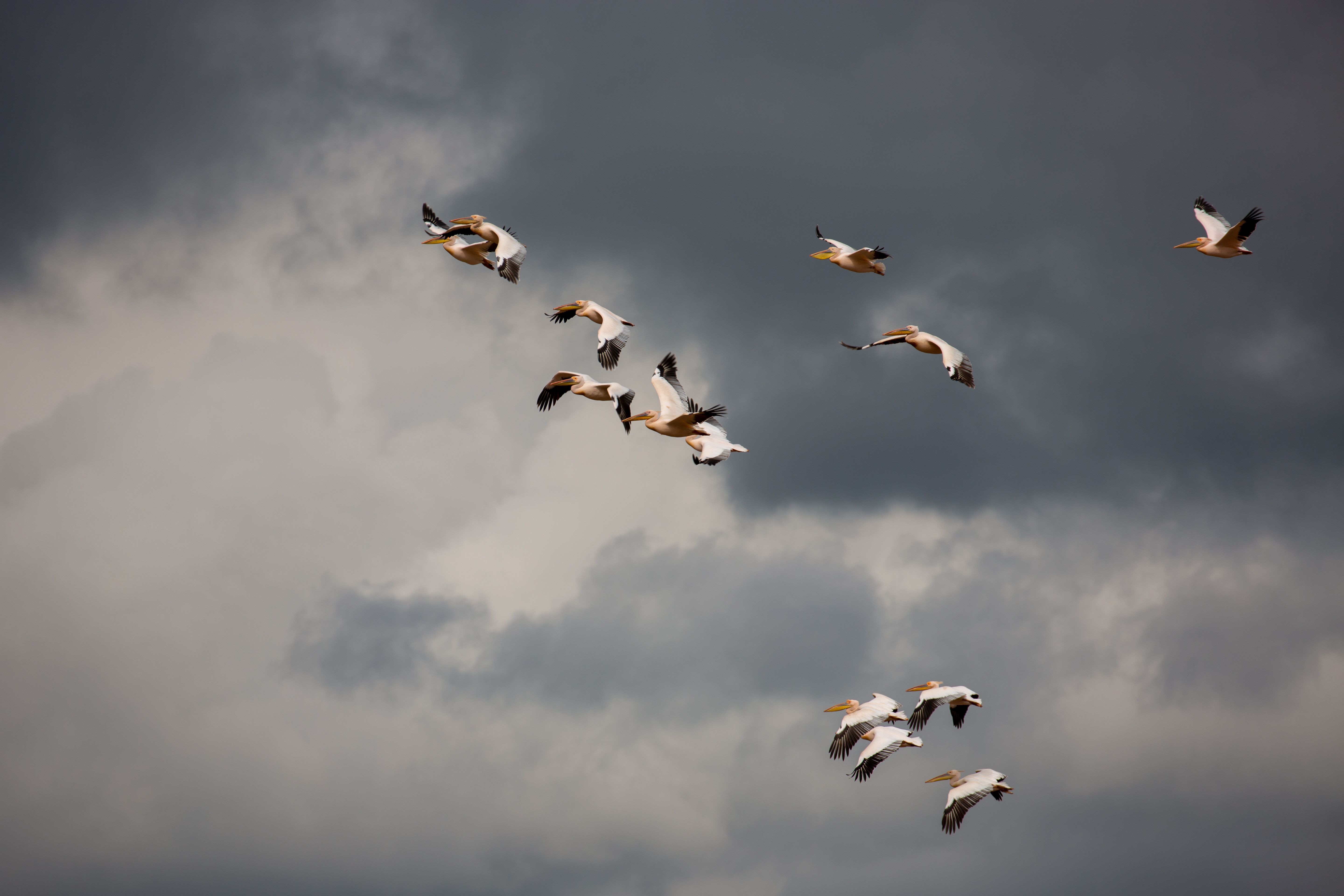 Flock of pelicans gracefully flying against a dramatic overcast sky, showcasing nature's beauty.