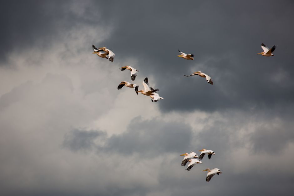Flock of pelicans gracefully flying against a dramatic overcast sky, showcasing nature's beauty.