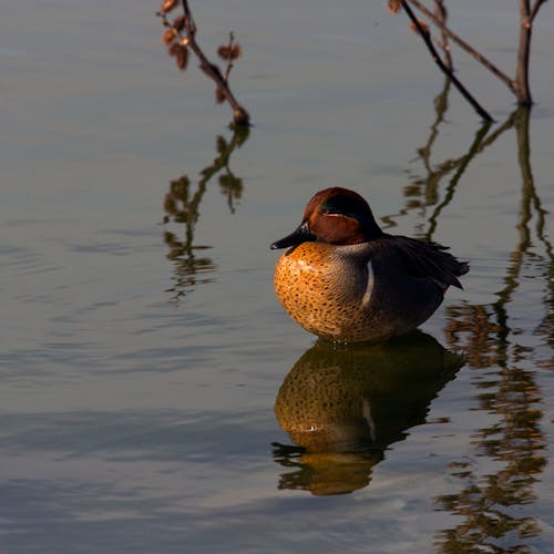 Immagine gratuita di acqua, alzavola dalle ali verdi, animale