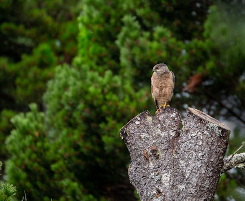 Imagine de stoc gratuită din fotografie cu animale sălbatice, fotografie de animale, pasăre