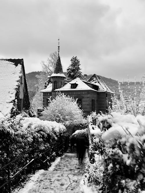 Fotos de stock gratuitas de arbustos, blanco y negro, camino