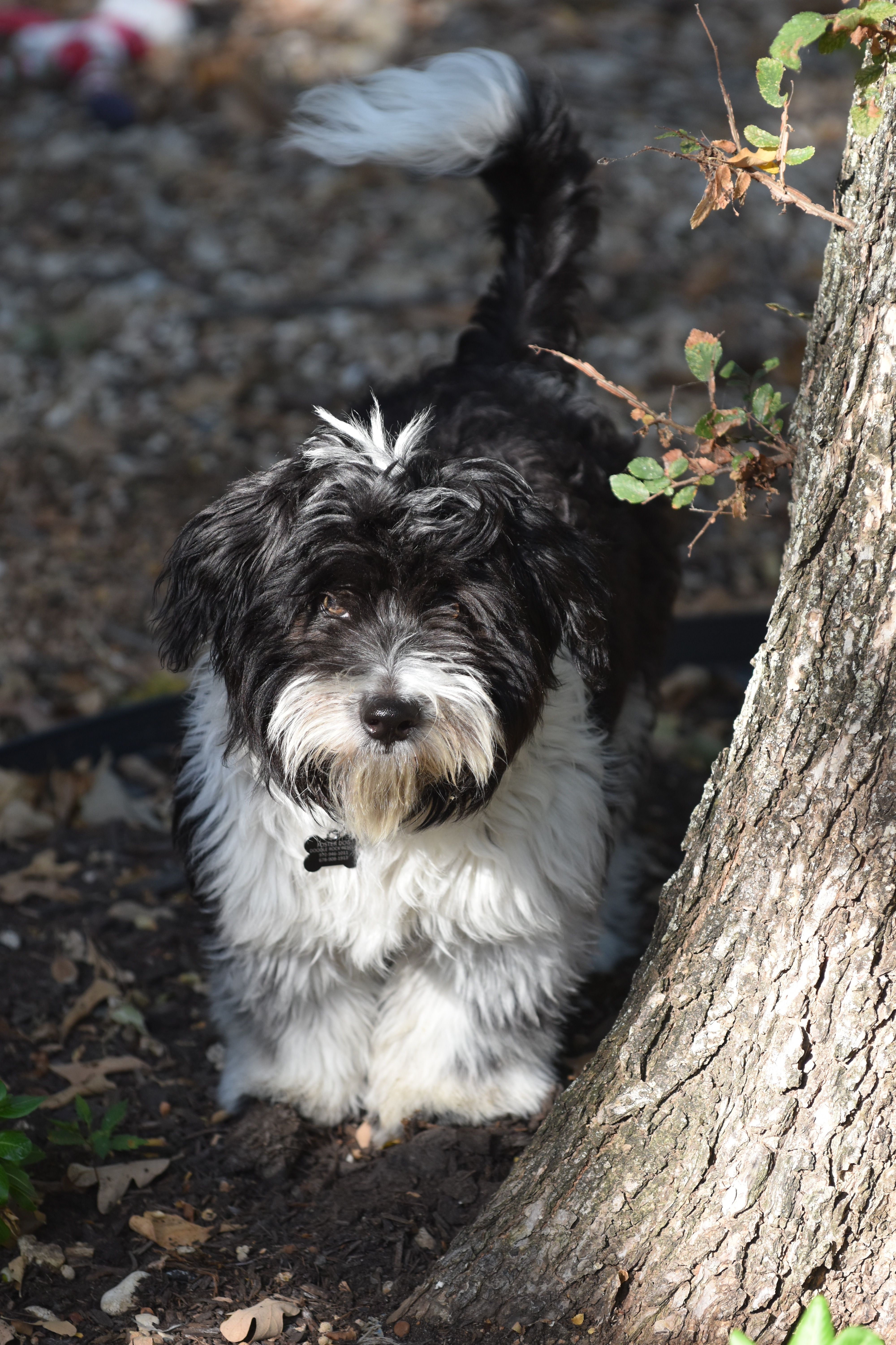Fluffy Havanese Dog Sitting under a Tree Free Stock Photo