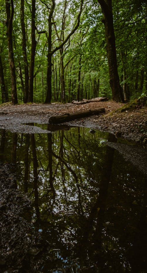 Ilmainen kuvapankkikuva tunnisteilla lätäkkö, märkä, metsä