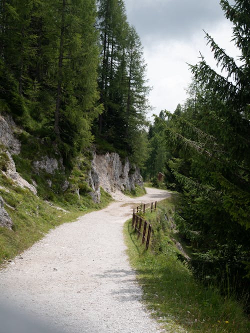 Road Among Coniferous Forest 