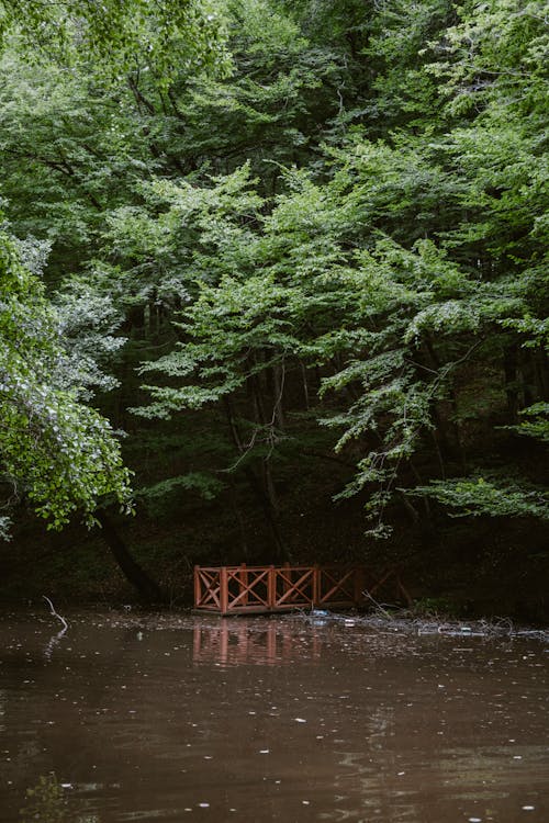 Fotobanka s bezplatnými fotkami na tému drevený, ihličie, ihličnan