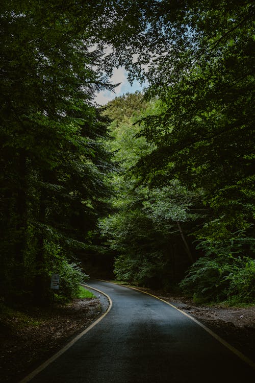Road in a Coniferous Forest 