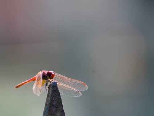 Foto profissional grátis de animal, beleza da natureza, compacto