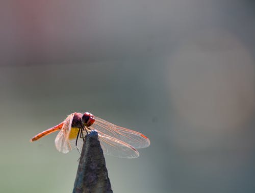 คลังภาพถ่ายฟรี ของ การถ่ายภาพแมลง, ธรรมชาติ, ธรรมชาติที่สวยงาม