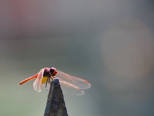 Foto profissional grátis de animal, compacto, fotografia de insetos