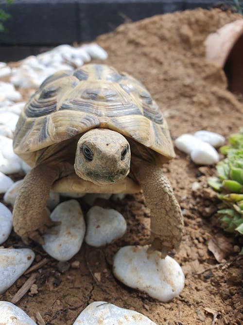 Close-up of a Turtle 