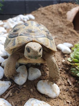 A detailed close-up of a tortoise on rocky ground, showcasing its textured shell and serene expression.