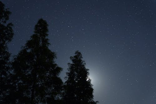 Silhouetted Trees under a Starry Night Sky 