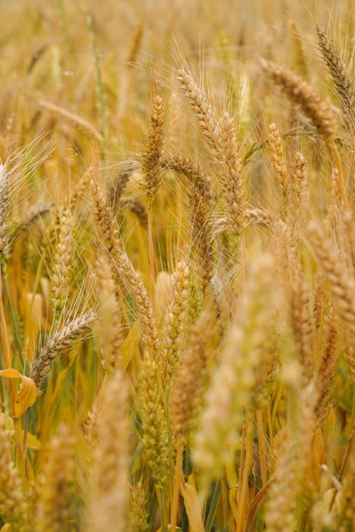 Close-up of Wheat on a Field 