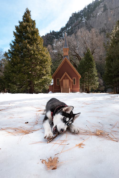 Cão Da Neve De Yosemite