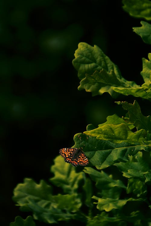 Butterfly on a Leaf 