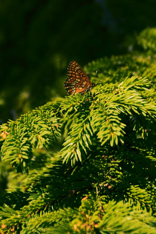 가지, 곤충, 나비의 무료 스톡 사진