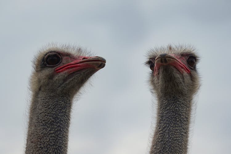 Close-up Of Two Ostriches 