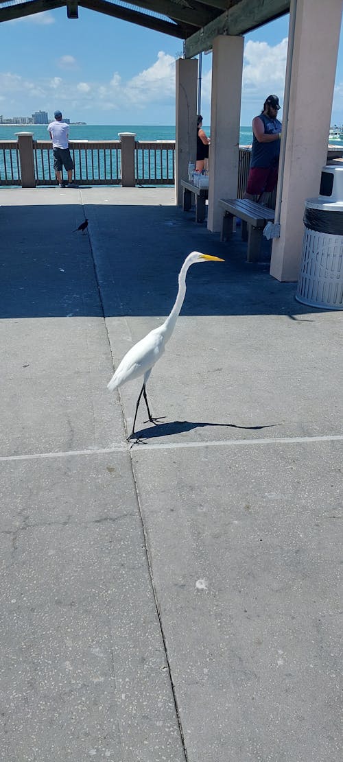 Imagine de stoc gratuită din apă limpede, bâtlan, Pelican