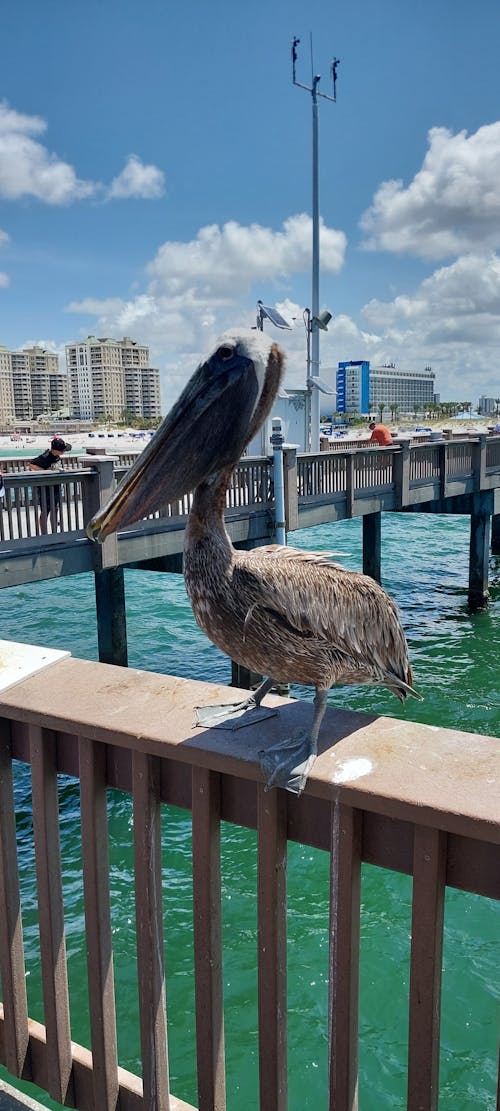 Imagine de stoc gratuită din apă limpede, Pelican