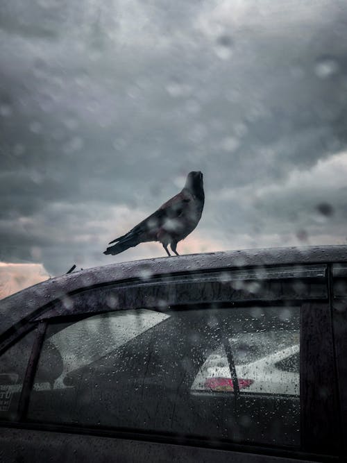 Fotobanka s bezplatnými fotkami na tému auto, dážď, Istanbul