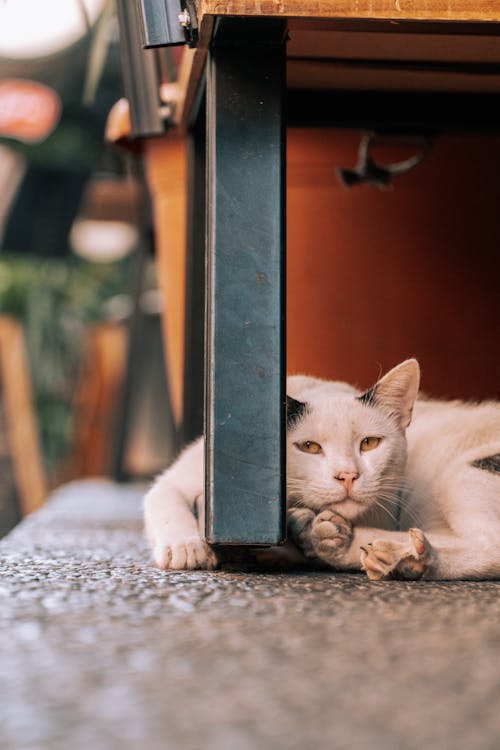 Free Close-up of a Domestic Cat Lying on the Floor  Stock Photo