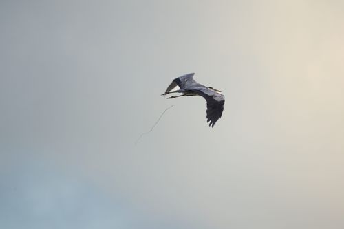 Free stock photo of bird flying Stock Photo