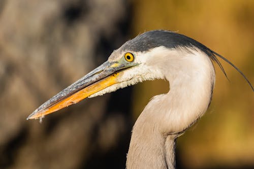 Closeup of Grey Heron Head